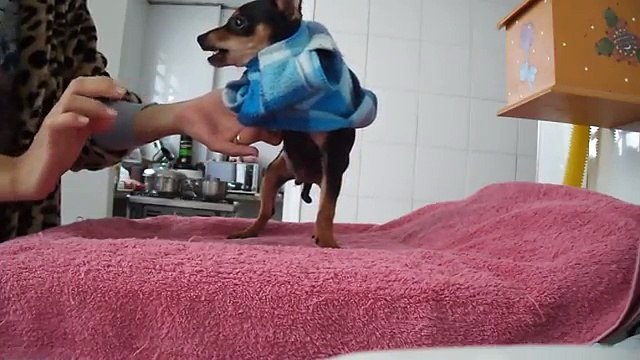 Quando un Pinscher si arrabbia...bisogna stare moooolto attenti!!!