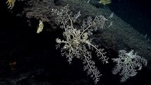 Deep Sea Vessel Captures Rare 'City' Of Basket Stars On Video