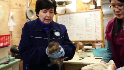 Rescued Snowy Owls Released Back Into the Wild | TransCanada