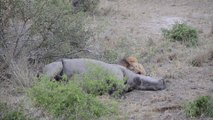 Lion Munches Down on Rhino