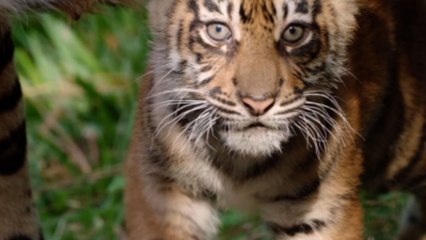 San Diego Zoo Unveils Three New Tiger Cubs