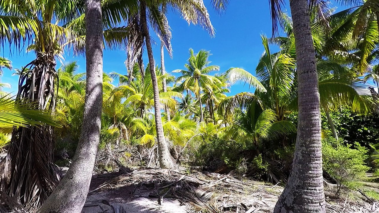 Tetiaora