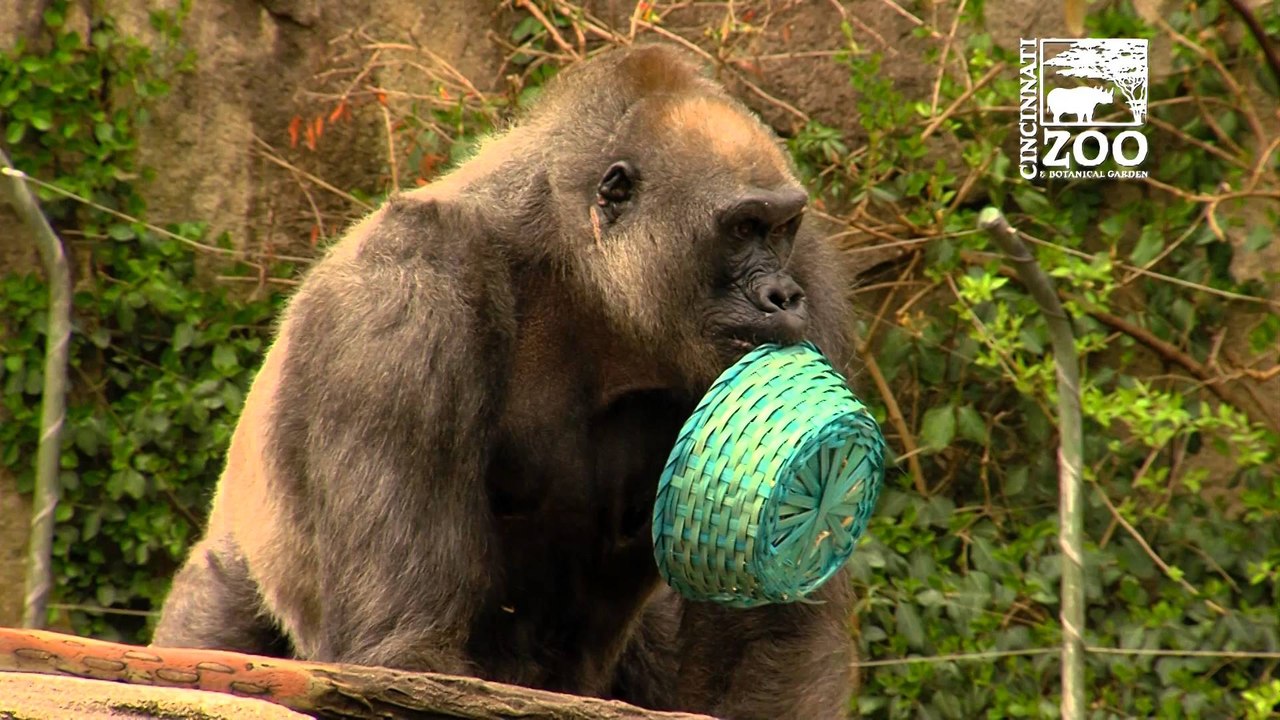 Gorilla Egg Hunt 2016 - Cincinnati Zoo