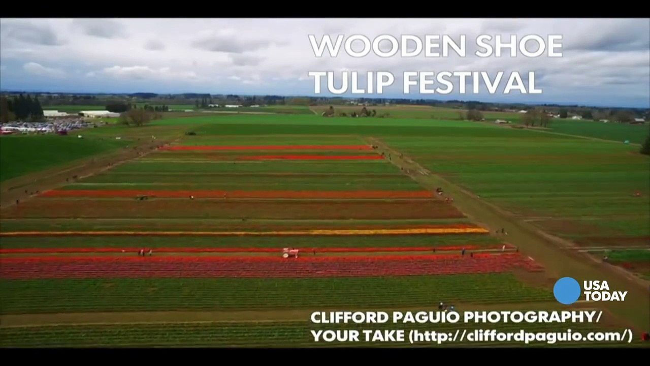 Drone soars over bright fields of tulips at festival