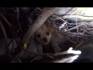 Saving five orphaned puppies - watch until the end for an amazing transformation!