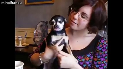 Chihuahua Funny Chihuahua Dogs Getting Angry Compilation 2014 NEW ChihuahuaDog123 Anna Ann