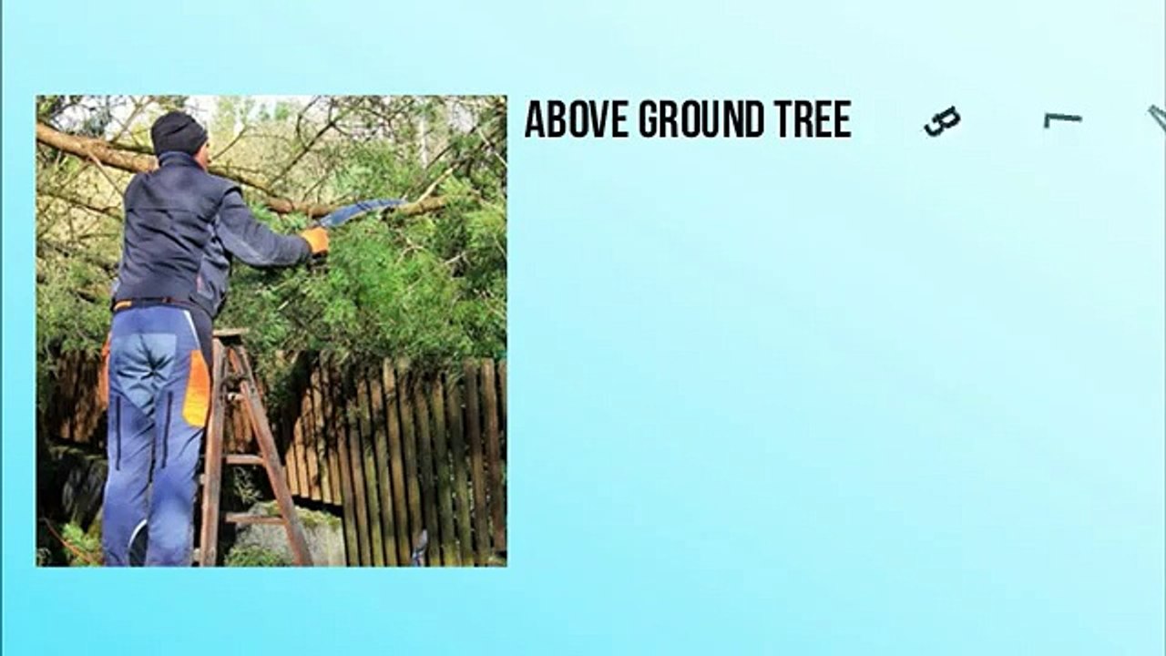 tree service timberlake