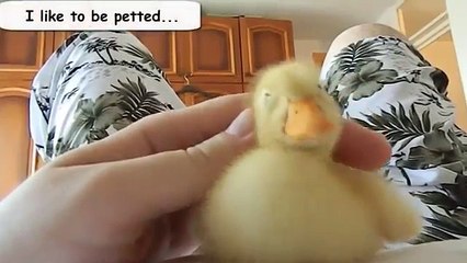 Funny Videos From A Ducks Life Funny Ducks Compilation 2014