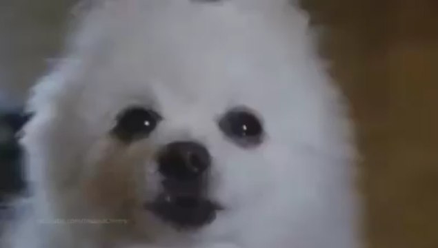 Animals Sing 'Linkin Park Numb' ★ DOG COVER ★ Fail Version 2016 Funny video 2016