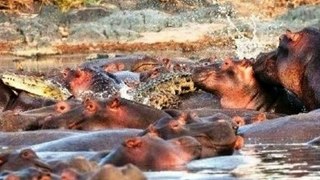 Great Animal Fight!! Crocodile vs Hippopotamus!!