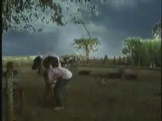 Traite de vache