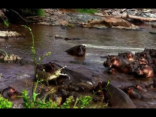 Hippo vs Crocodile Real Wild Animal Fight!! Brutal Animal Fight!!