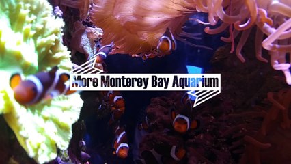 More Monterey Bay Aquarium 2016