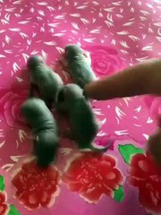 Chaini Admi Znida Choha Kha Gia Chaini Man Eiting Rat