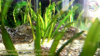 Tropheus Akvaryumunda Fotosentez