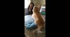 A dog goes crazy at seeing his Dog Owner after seven months
