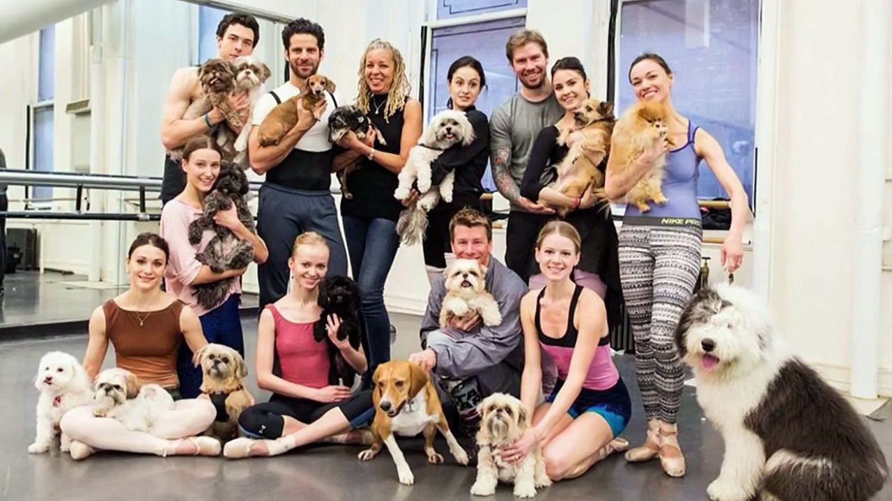 El Pulso | Toby, el perro malte[-s-e-] hipster y otros animales | [-T-e-l-e-m-u-n-d-o-]