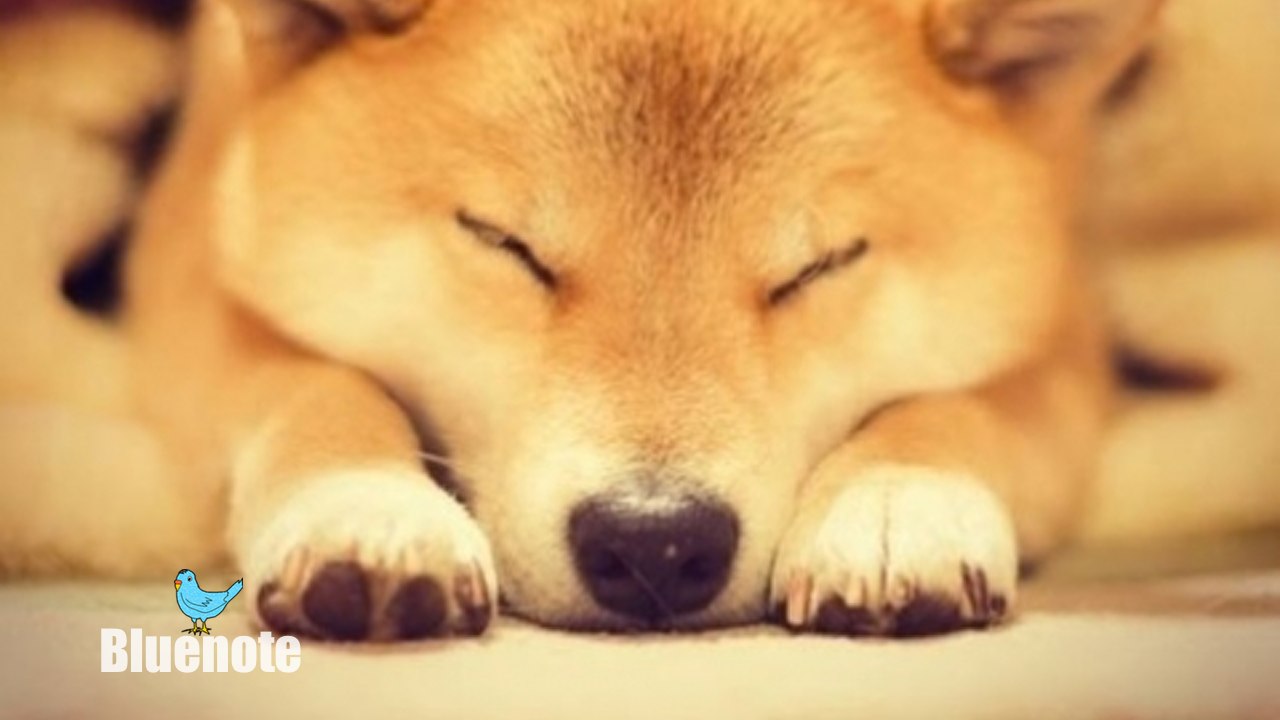 海外の反応「柴犬の可愛さは異常」怠け者の柴犬が世界をとりこに