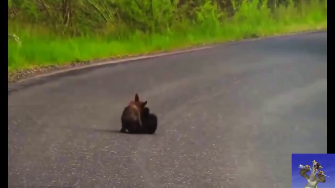 videos funny animal