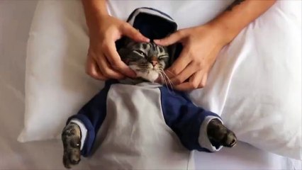 Yerinde Olmak İsteyeceğiniz Keyif Düşkünü Kedi