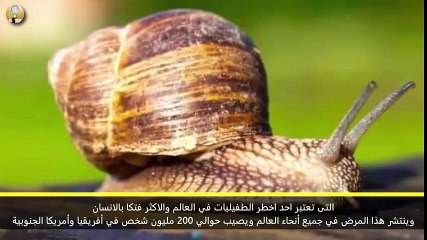 10 animals will not believe it can kill you in minutes