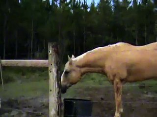 Испугался коровку _)