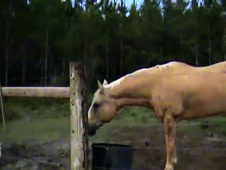 Испугался коровку _)