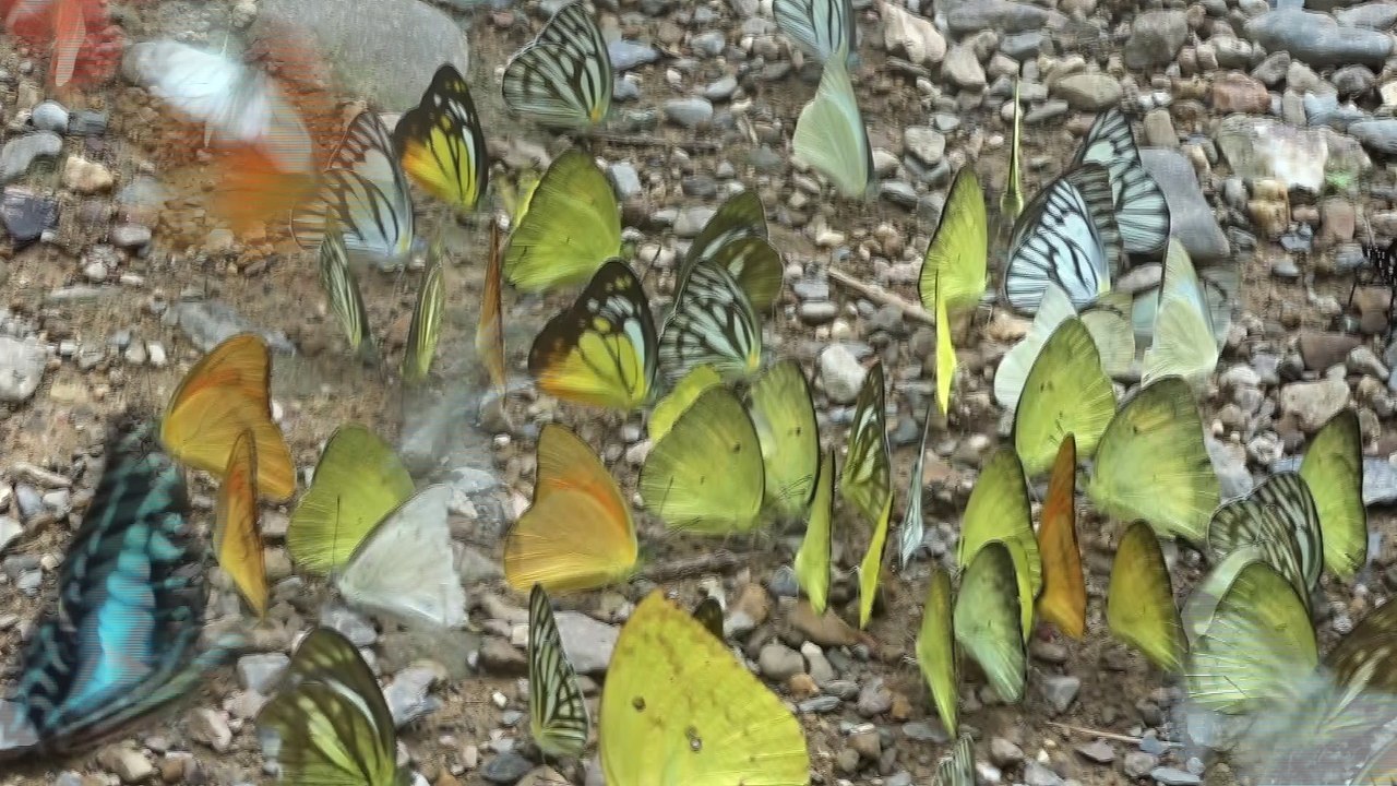 Papillons