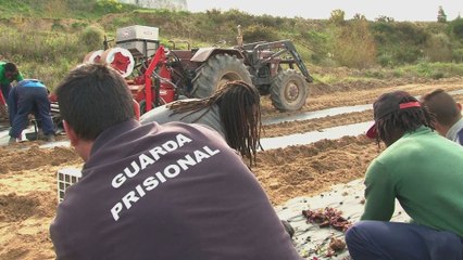 Portugal : des "potagers solidaires" poussent dans les prisons