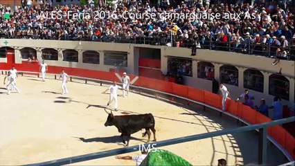 Course camarguaise As-ALES-Feria 2016-05/05/2016