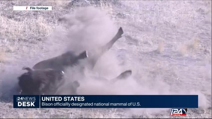 Bison officially designated national mammal of U.S.