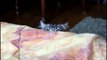 OMG! Cats on Youtube _ Funny Cats - New Funny Cats Video - Funny Animals - Funny Videos