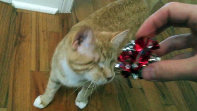 Un chat aveugle qui va chercher comme un chat normal!