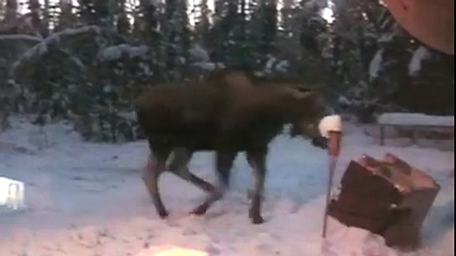 Des animaux qui se prennent pour des enfants - compilation hilarante