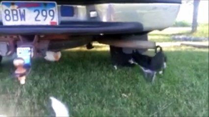 Ce pauvre chien se fait poursuivre par... un canard