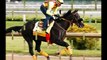 Kentucky Derby 2016 - Meet The Thoroughbred Horses Racing In The Competition