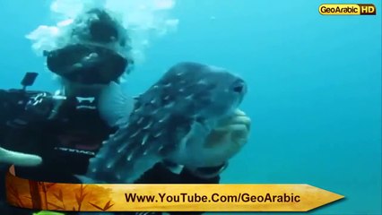 سمكة تنتفخ عند الخطر