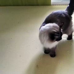 这些是什么东西？