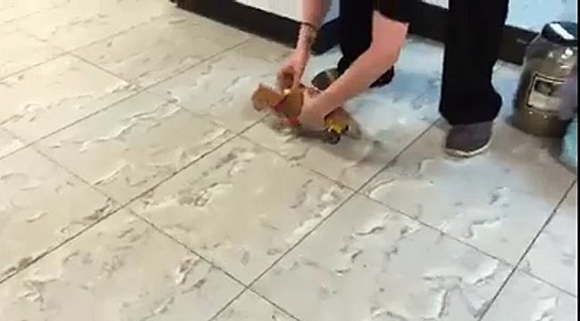 Ce chaton handicapé avance sur des roulettes! Trop mignon