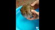 Amazing Balloon fish-Amazing Creature-Puffer Fish-Funny Whatsapp Video | WhatsApp Video Funny | Funny Fails | Viral Video
