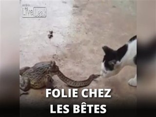Trio bizarre : le chat, le serpent et le crapaud