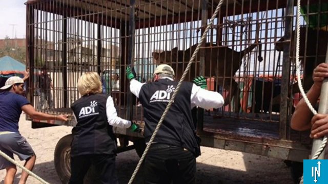 33 lions maltraités ont retrouvé la liberté grâce à une ONG
