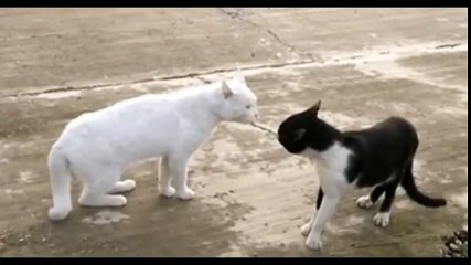 Cat Vs Cat One on  One WWE-Funny Whatsapp Video | WhatsApp Video Funny | Funny Fails | Viral Video