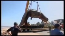 Dead whale explodes after falling from crane