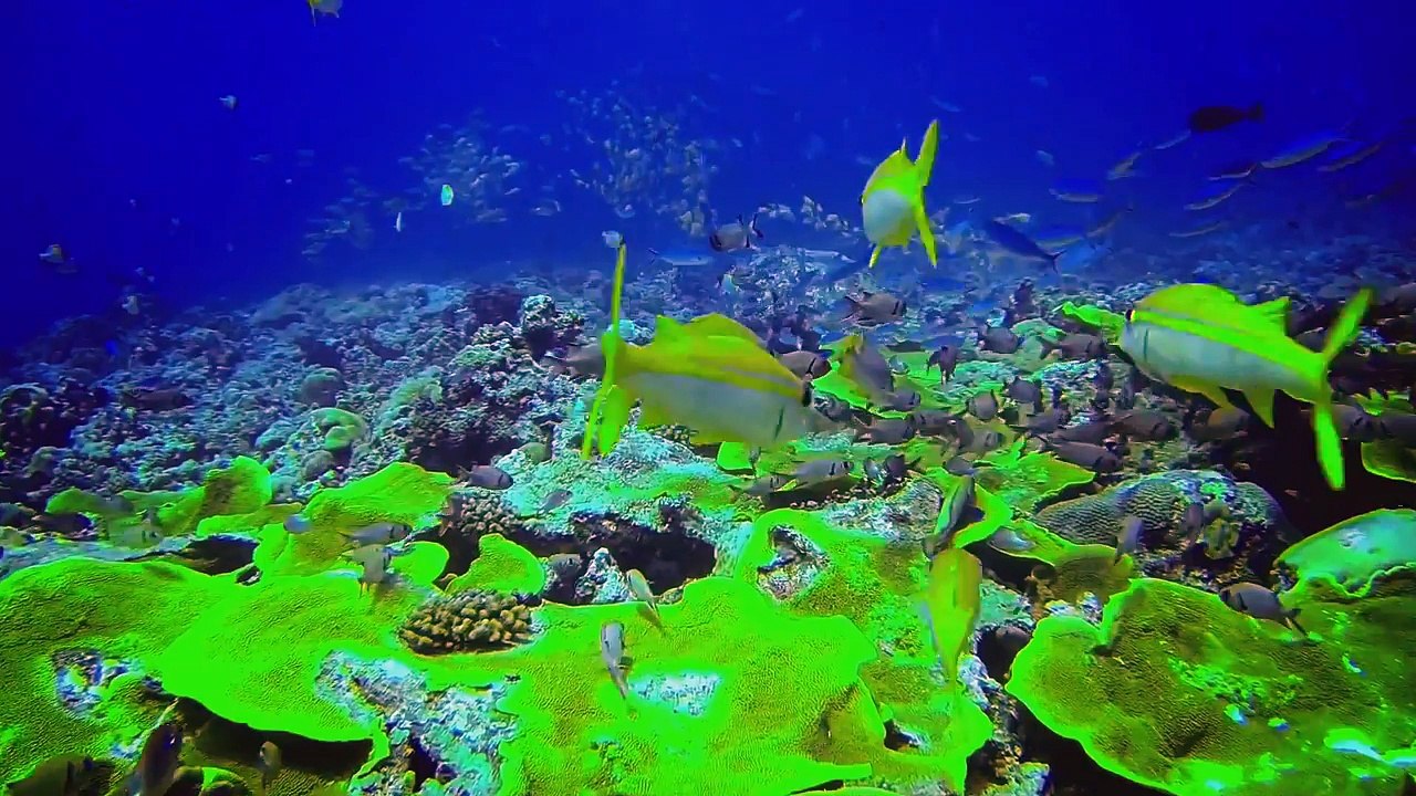 universe-sasha lopez ft. ale blake