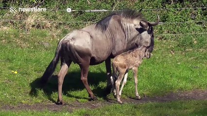 Baby wildebeest takes first steps with its mum