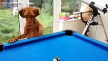 Funny Cats And Dogs Playing Pool Compilation 2014 [NEW]