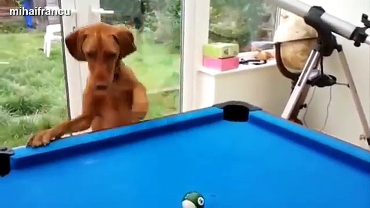Funny Cats And Dogs Playing Pool Compilation 2014 [NEW]