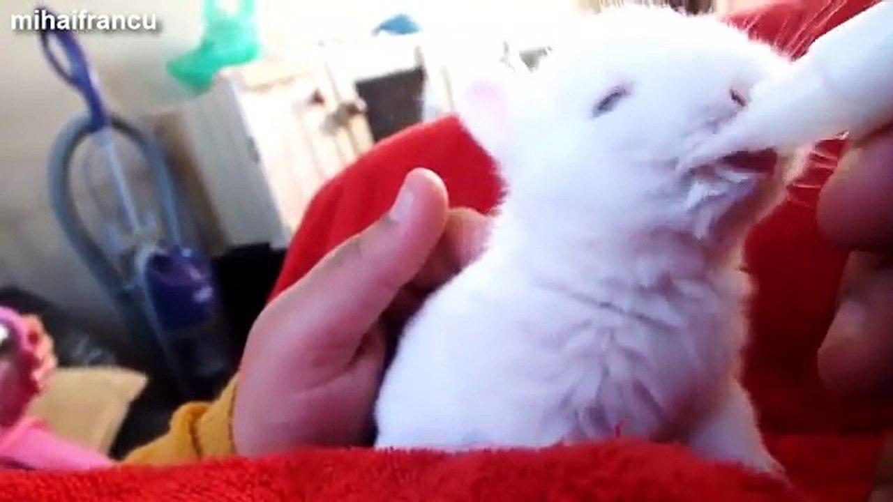 Funny And Cute Bunny Rabbit Videos Compilation 2014 [NEW]