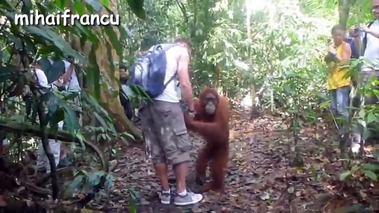 Funny Animals And Cute Animal Videos Compilation 2016